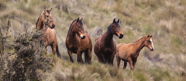 Come sensibilizzare sulla protezione degli animali: guida completa ed efficace
