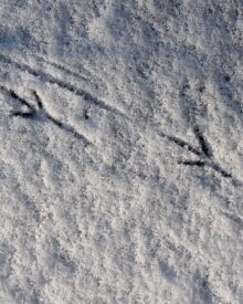 Come riconoscere le tracce degli animali: Guida completa all’identificazione