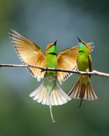 Specie di uccelli rari in Europa: guida completa all’avvistamento e conservazione