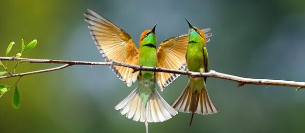 Specie di uccelli rari in Europa: guida completa all’avvistamento e conservazione