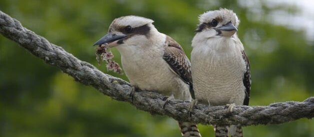 Storie incredibili sugli animali selvatici: Fatti sorprendenti dal regno animale