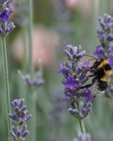 Come proteggere la biodiversità locale: strategie e azioni concrete