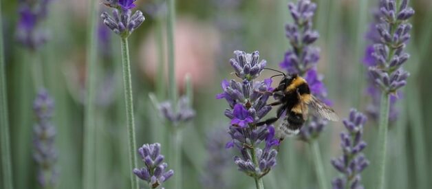 Come proteggere la biodiversità locale: strategie e azioni concrete