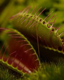 Curiosità sulle piante carnivore: un mondo affascinante da scoprire