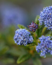 Piante autoctone italiane: un patrimonio di biodiversità unico in Europa