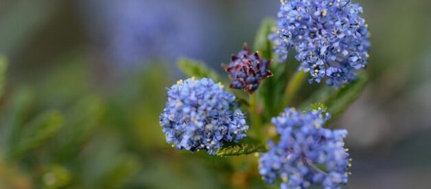 Piante autoctone italiane: un patrimonio di biodiversità unico in Europa