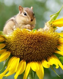 L’importanza della biodiversità negli ecosistemi: un pilastro per la vita sulla Terra