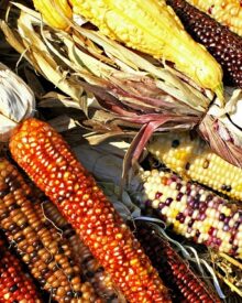 Progetti di conservazione della biodiversità: Iniziative del WWF Italia per la tutela degli ecosistemi