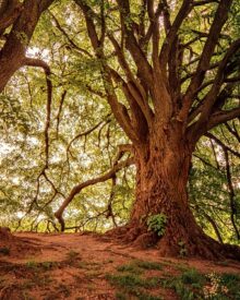 Alberi Monumentali in Italia: Guida Completa ai 4288 Giganti Verdi del Belpaese