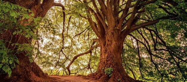 Alberi Monumentali in Italia: Guida Completa ai 4288 Giganti Verdi del Belpaese