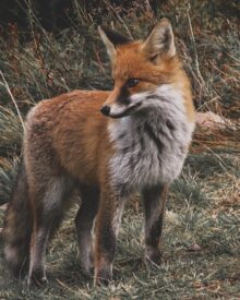 Comportamento delle volpi in natura: abitudini, caccia e riproduzione