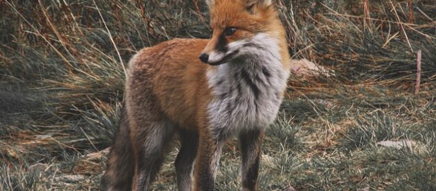 Comportamento delle volpi in natura: abitudini, caccia e riproduzione