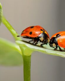 10 Fatti Insoliti sul Mondo degli Insetti: Scoperte Sorprendenti dal Microcosmo