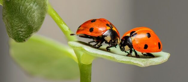 10 Fatti Insoliti sul Mondo degli Insetti: Scoperte Sorprendenti dal Microcosmo