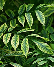 Guida Completa alle Piante dei Parchi Naturali: Biodiversità, Ecologia e Conservazione