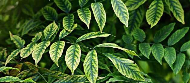 Guida Completa alle Piante dei Parchi Naturali: Biodiversità, Ecologia e Conservazione