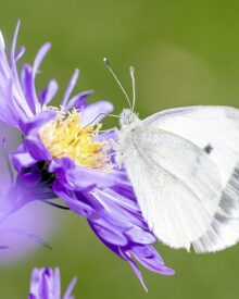 Flora e fauna dei parchi nazionali: un viaggio nella biodiversità italiana