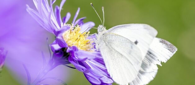 Flora e fauna dei parchi nazionali: un viaggio nella biodiversità italiana