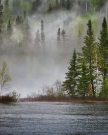 Biodiversità nelle foreste italiane: un patrimonio naturale da proteggere
