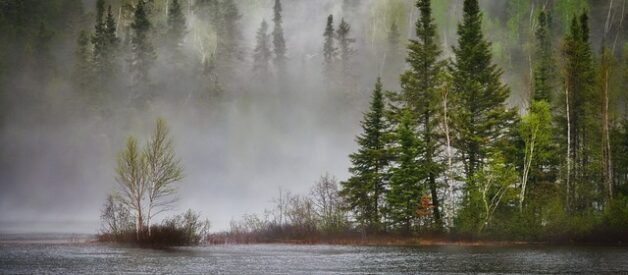 Biodiversità nelle foreste italiane: un patrimonio naturale da proteggere