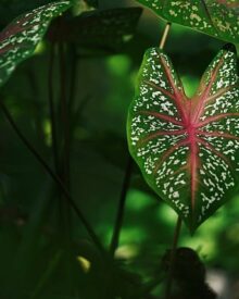 Piante rare da proteggere: salvaguardia della biodiversità vegetale a rischio
