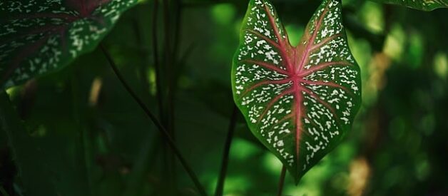 Piante rare da proteggere: salvaguardia della biodiversità vegetale a rischio